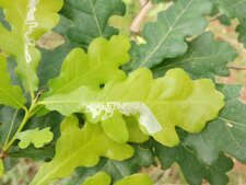 Quercus robur