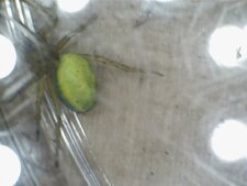 Araniella sp.