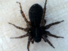 Araignée