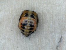 Pupe de Coccinelle, trouvée par Ewen
