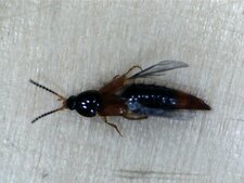 Staphylin