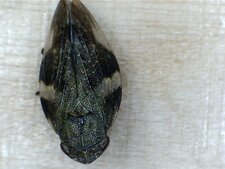 Aphrophore