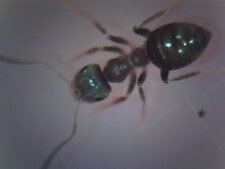 Fourmis