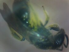 Abeille