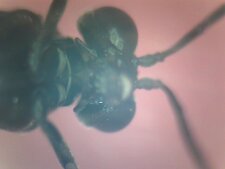 Fourmis