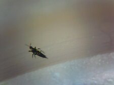 Thrips
