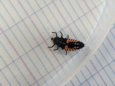 Larve de Coccinelle asiatique