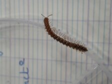 Myriapode (mille-pattes)