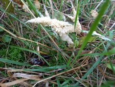Fuligo cinerea ?