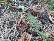 Grenouille rieuse - Pelophylax ridibundus