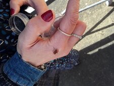 Gendarme (Pyrrhocoris apterus)