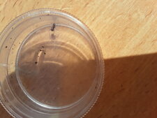 Fourmis des trottoirs