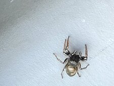Salticidae sp.