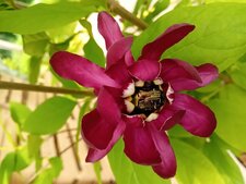 Cétoine doré, calycanthe