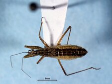 Nabis (Dolichonabis) americolimbatus