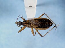 Nabis (Nabicula) flavomarginatus femelle