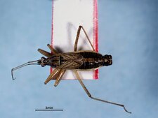Nabis (Nabicula) flavomarginatus mâle