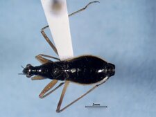Nabis (Nabicula) subcoleoptratus mâle
