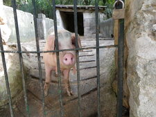 Cochon des Baléares (mâle)