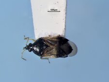Orius insiduosus
