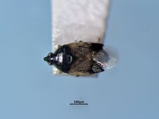 Orius insiduosus