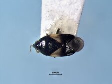 Orius tristicolor
