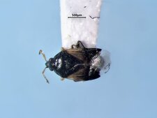 Orius tristicolor