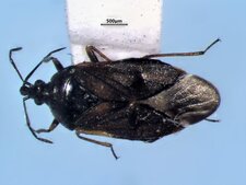 Tetraphleps canadensis