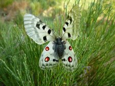 Papillon Apollon (Parnassius apollo)