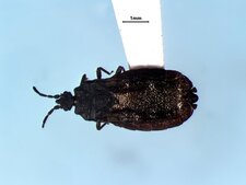 Aneurus inconstans mâle