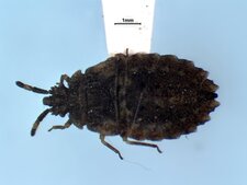 Aradus similis nymphe