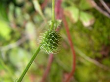 Luserne - Medicago arabica