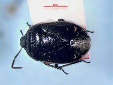 Sehirus cinctus albonotatus