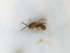 Abeille