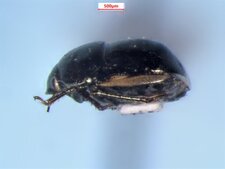 Corimelaena pulicaria