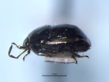 Corimelaena pulicaria