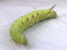 Chenille de papillon sphinx