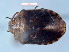 Eurygaster alternata