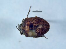 Homaemus aenifrons