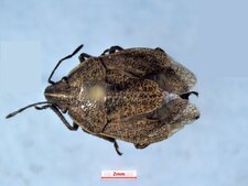 Coenus delius