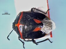 Cosmopepla lintneriana