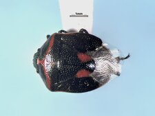 Cosmopepla lintneriana