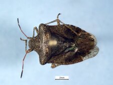 Euschistus tristigmus luridus