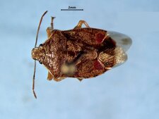 Podisus placidus