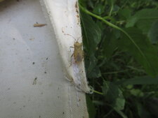 Anasa armigera