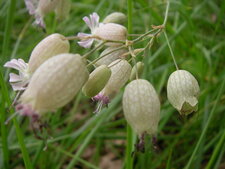 Silène enflé - silene vulgaris