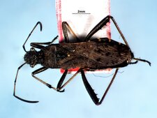 Alydus conspersus