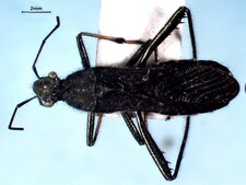 Alydus eurinus femelle