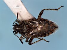 Arhyssus nigristernum mâle