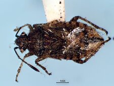 Arhyssus nigristernum femelle